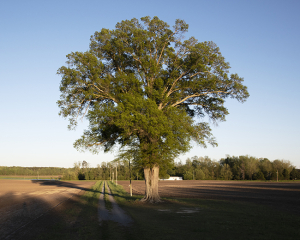 Quercus agrifolia – Coast Live Oak – California