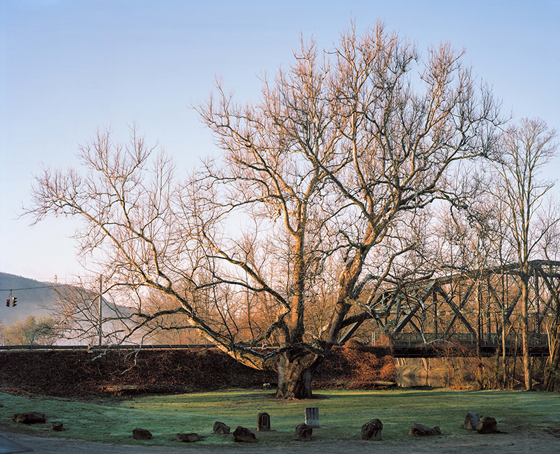 Platanus occidentalis – American Sycamore – Connecticut