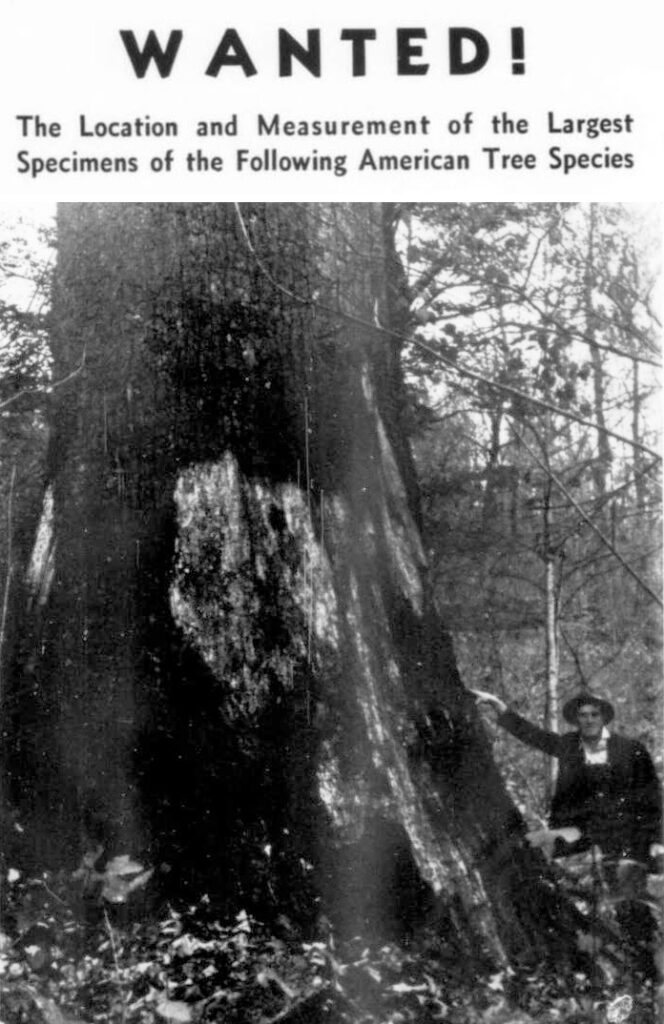 A man standing next to the huge, burned base of a Tulip Poplar that was killed by fire in 1934 in North Carolina