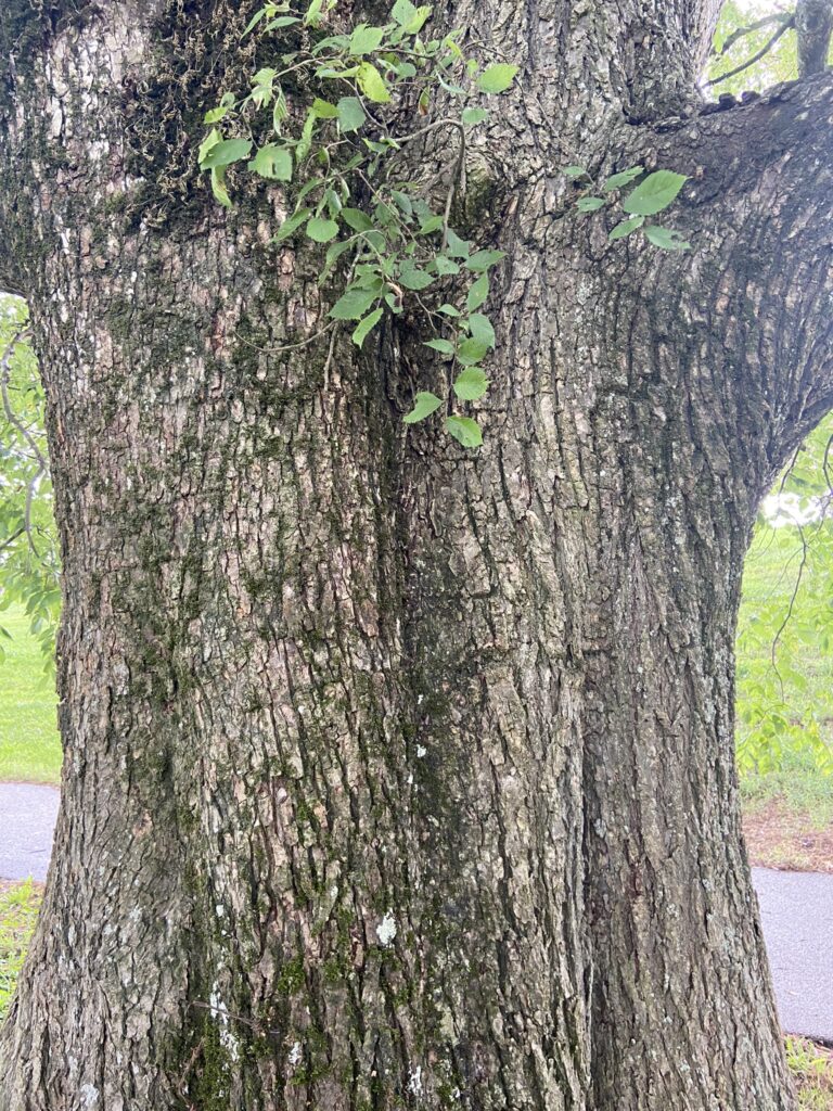 Close up of bark on a tree