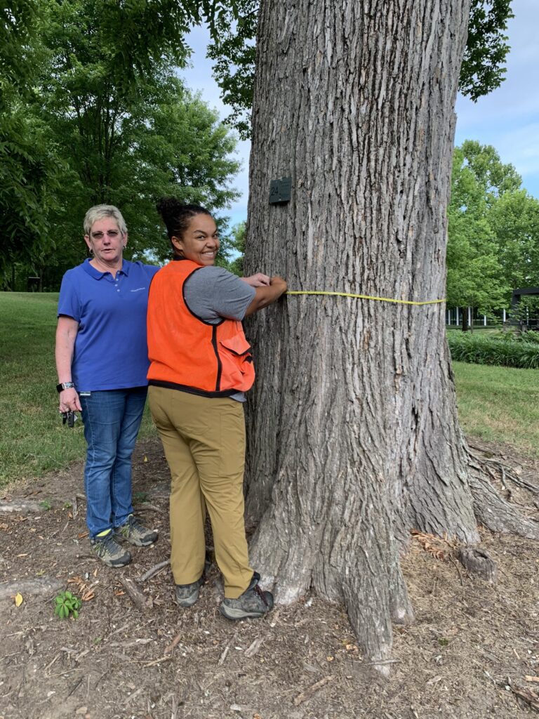 Two people measuring the circumference of a tree