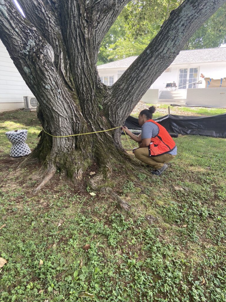 Person measuring the circumference of a tree