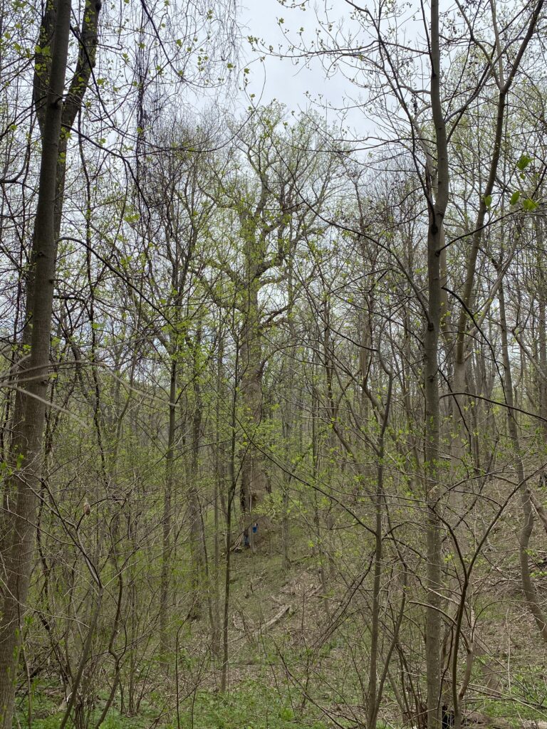 Champion Tulip Poplar tree with other smaller trees in front of it