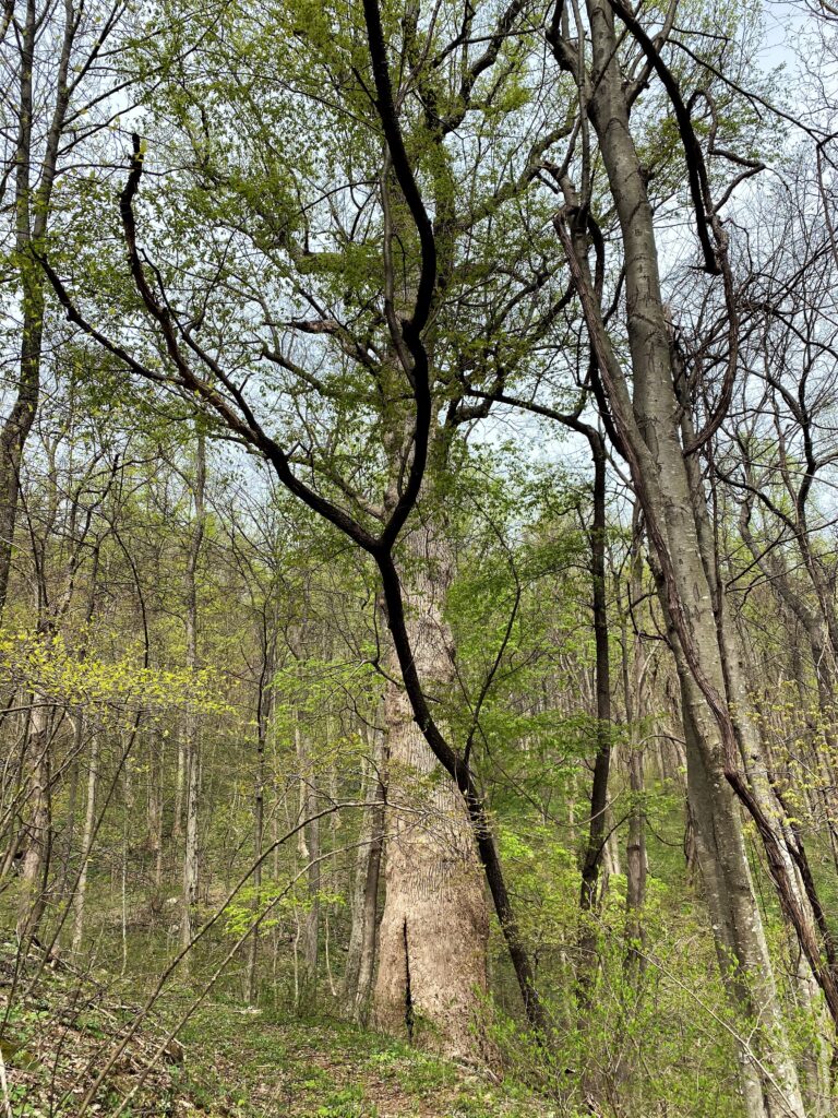 Champion Tulip Poplar tree with smaller trees around it