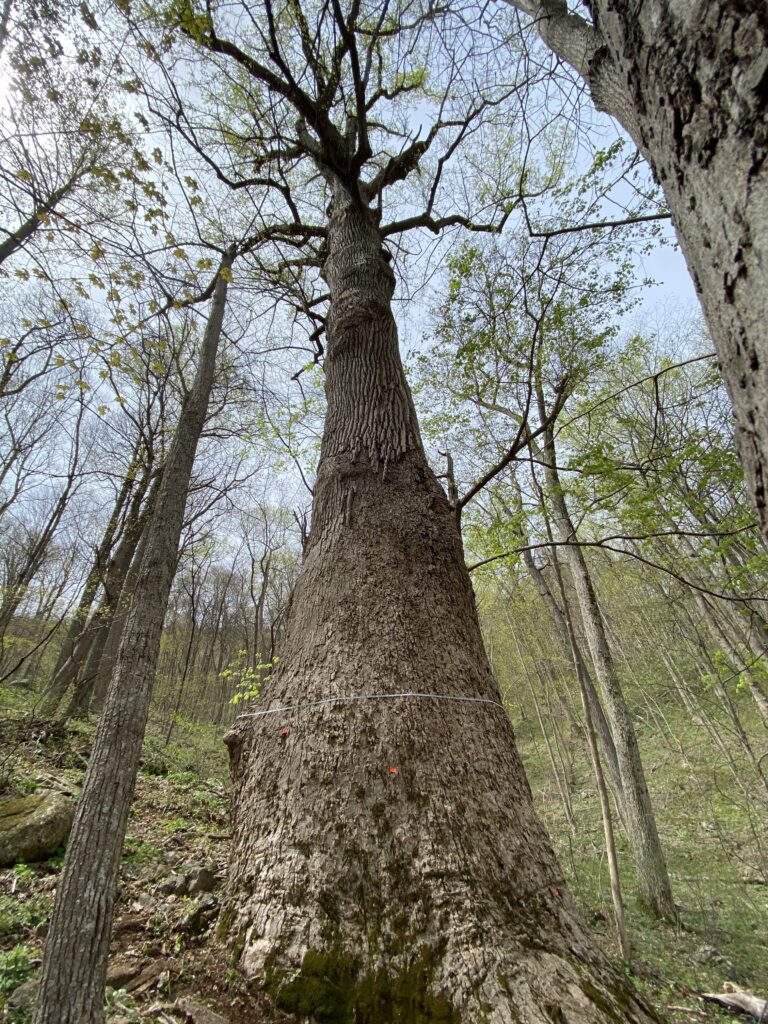 National Champion tree, Liriodendron tulipifera, looking up from its base