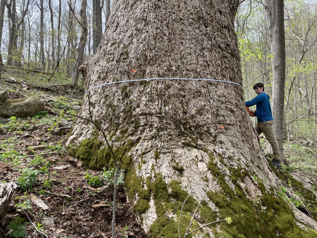 Person measuring circumference of National Champion tree