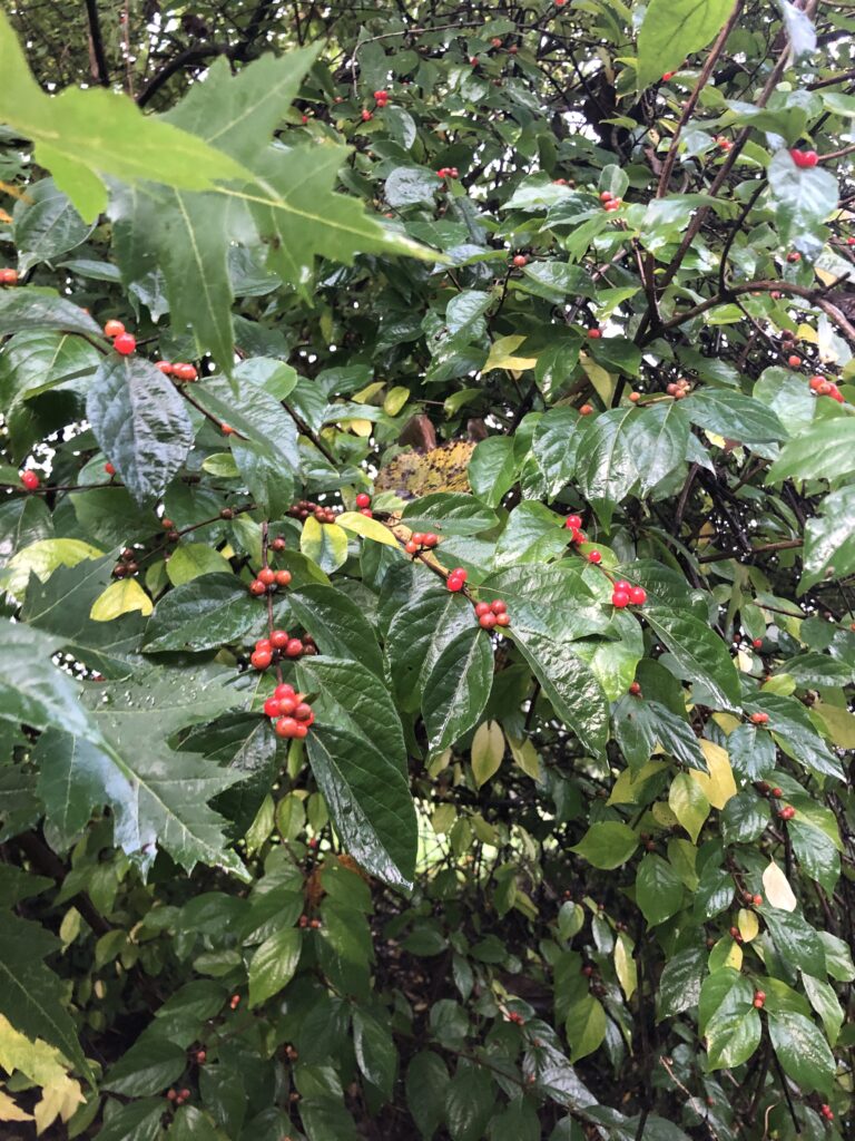 Red berries on Honeysuckle shrub