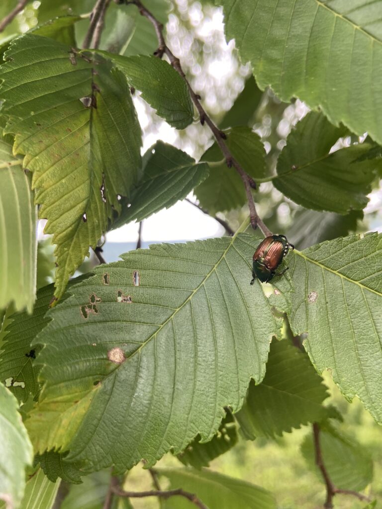 Japanese Beetle on leaves