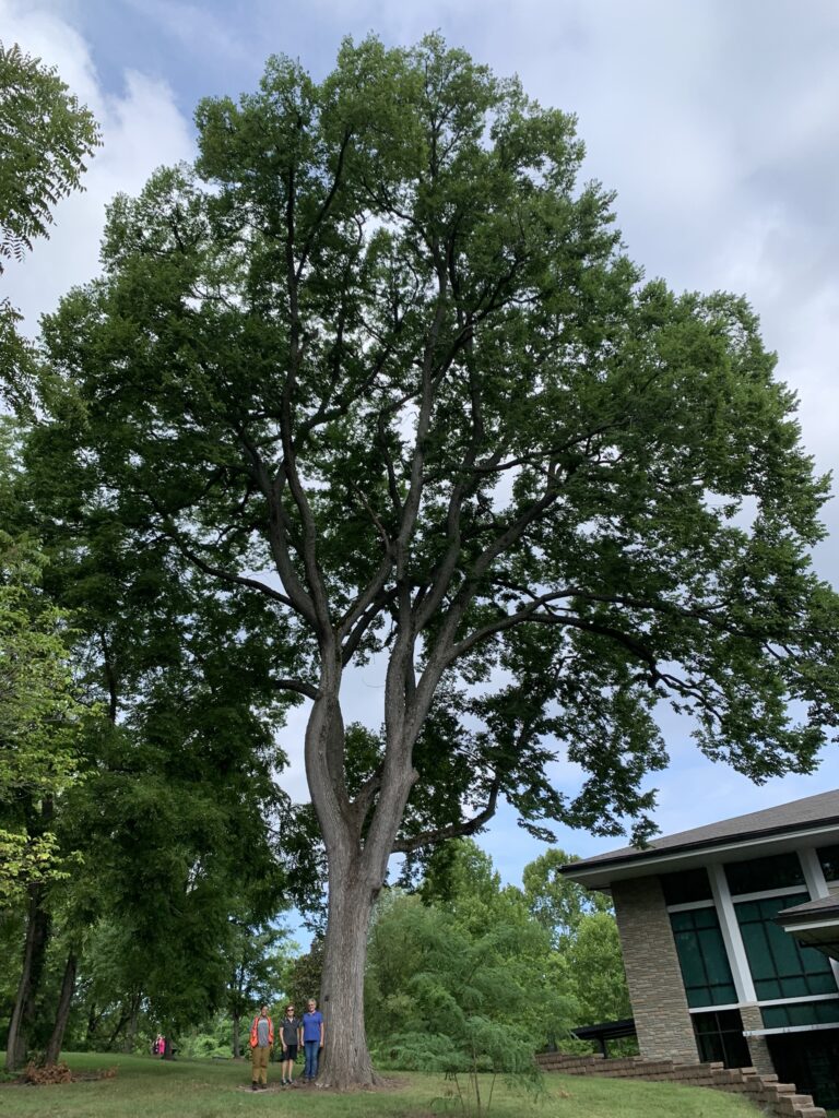 People standing at base of tree