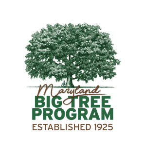 Maryland Big Tree Program logo