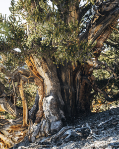 Pinus longaeva – Bristlecone Pine – Nevada
