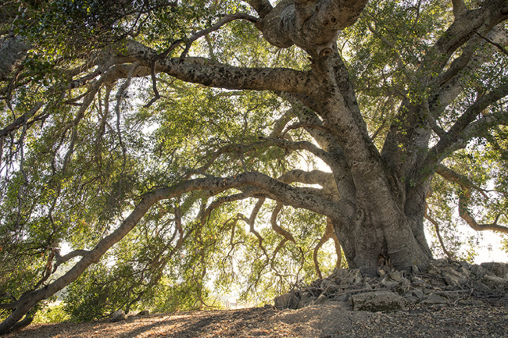 Root Ball: The 2025 National Champion Tree Gala | National Champion ...